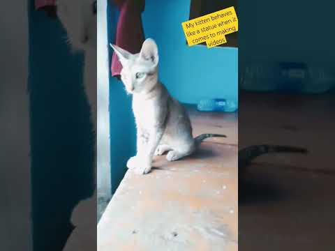 My kitten behaves like a statue when it comes to making videos#rap#tamil #song #shortsviral #shorts