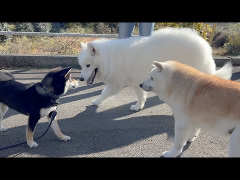 子柴にボロカスやられるサモエドと有能な部下を手に入れたボス柴犬