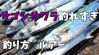 本当に釣れるサゴシ・サワラ釣り方とルアー教えます。