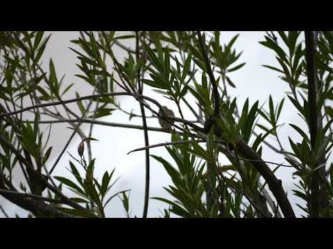 footage: spatz, sperling, sparrow (Passeridae)