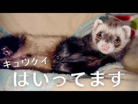 フェレットのケージをこっそり覗いて見た【ferret#1747】