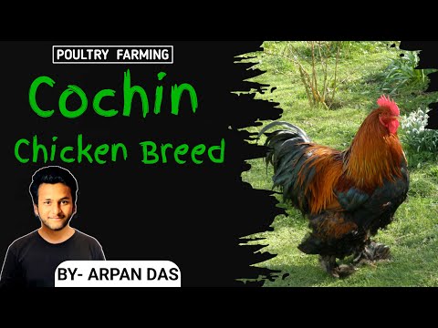 Cochin Chicken Breed l #poultry by ecohill agri l #poultryfarming #livestock