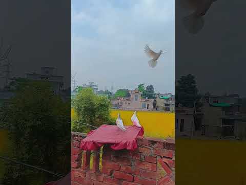 #pigeonloves#kabuterbazz#youtubeshorts#pigeons#viralvideo#tranding#kabutar#bird#kaka