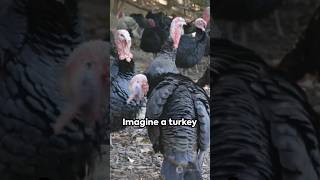 Poultry in Motion: A Turkey's Culinary Journey #recipe #funny