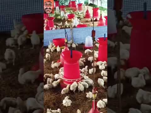 chicks ko kya kiya #farming #chicken #agriculture #farm #farmer #trendingvideo #chickenbusiness