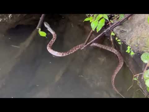 Dragonfly-watching on Wetland! Spotting a Snake in the Mountain!