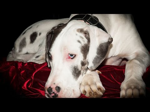 Title Common Health Issues in Great Danes and How to Prevent Them