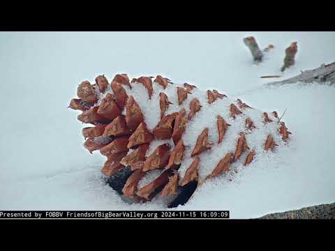 Nov 15, 2024: First Snow of the Season falls in Big Bear Valley ❄️