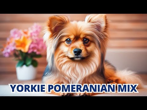 Yorkie-Pom: The Ultimate Fluffball You Won't Believe Exists!