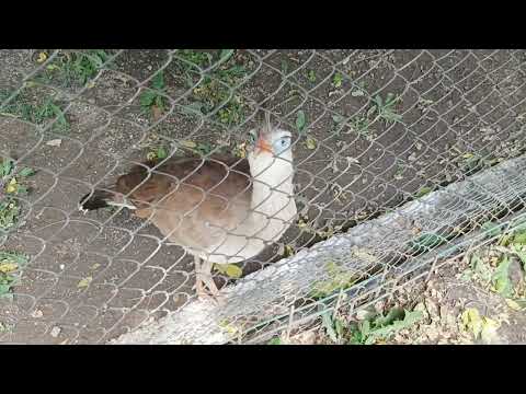 The red-legged Seriema (Cariama cristata) - An interesting bird I saw for the first time in my life!