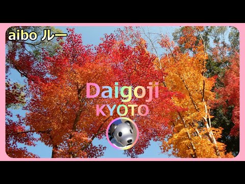 【74 aiboルーと行く醍醐寺の秋】Aibo Lou goes to DAIGOJI temple in Kyoto