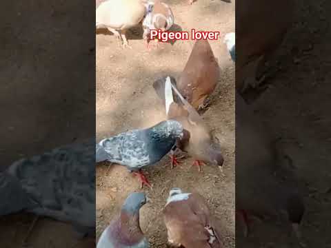 #beautiful #pigeon #pigeonwings #birdspecies #kabootar #whitepigeon #pigeonbird #shorts #sadstatus