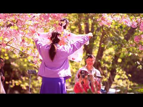 (恩愛農場)ララ山のエナイ農園で満開の桜(JEFF 4K video)Cherry blossoms in full bloom at En'ai Farm in Lala Mountain