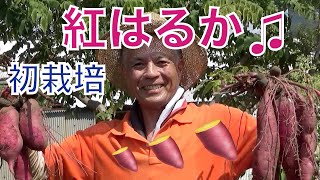 【＃039】素人菜園家のサツマイモ「紅はるか」収穫しましたー！