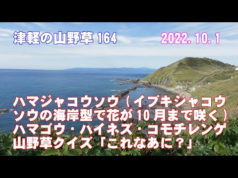 津軽の山野草164(ﾊﾏｼﾞｬｺｳｿｳ・ﾊﾏｺﾞｳ・ﾊｲﾈｽﾞ・ｺﾓﾁﾚﾝｹﾞ・山野草ｸｲｽﾞ)