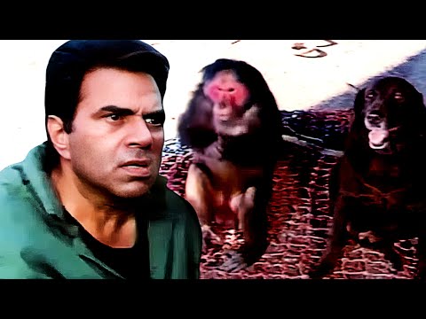 एक्शन ब्लॉकबस्टर - धर्मेंद्र के बंदर और कुत्ते को किया अगवा - Dharmendra Action Hit Movie - Kundan