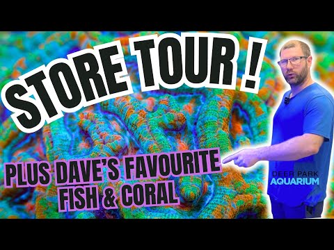 My LFS Tour & The Owners Favourite Fish and Coral!