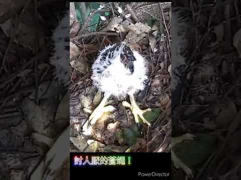 討厭的蒼蠅，幹麻一直黏在我鼻子上啦！#鳳頭蒼鷹 #台灣猛禽研究會 #大安森林公園之友基金會 #大安森林公園 #crestedgoshawk #nestcam