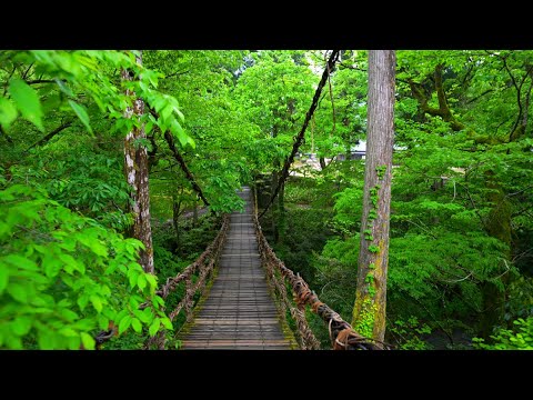 Walking Tour Kazura Bridge Japan [4KHDR]散策 かずら橋 福井県池田町