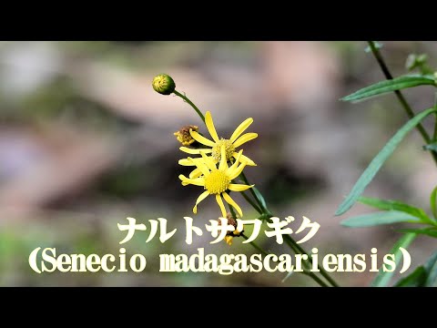 山野草・冬編#８　ナルトサワギク（鳴門沢菊）