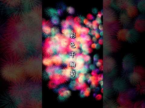 音の呼吸「彩色千輪菊」、こうのす花火大会など。#shorts #花火大会 #fireworks