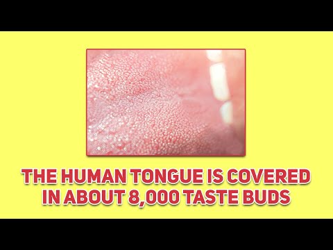 The Human Tongue Is Covered in 8000 Taste Buds