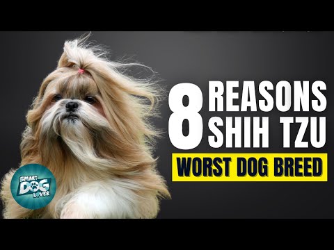 8 Reasons Shih Tzu Might Just Be The Worst Dog Breed