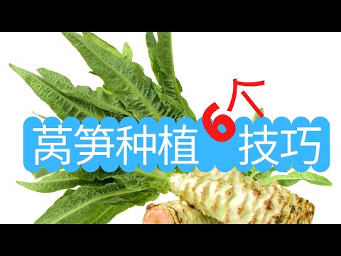 如何种植莴笋，莴笋种植的6个技巧！一起来采摘莴笋！