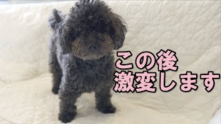 ○○カットで変わった愛犬の姿にパパが怒りました