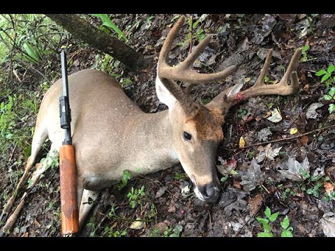 Deer Dog Drive 08-20-2022 Big Velvet 8 Point Down In The Swamp!!!!