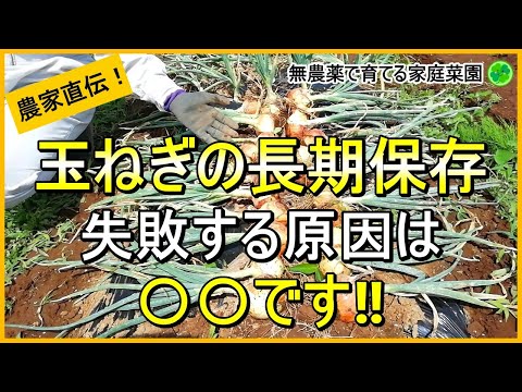 【玉ねぎ栽培】腐らせずに長く保存するために収穫後にやるべきこと【有機農家直伝！無農薬で育てる家庭菜園】　24/6/8