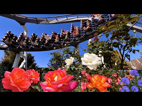 【ＵＳＪ】Roses of Fame 秋のバラ園　２０２２