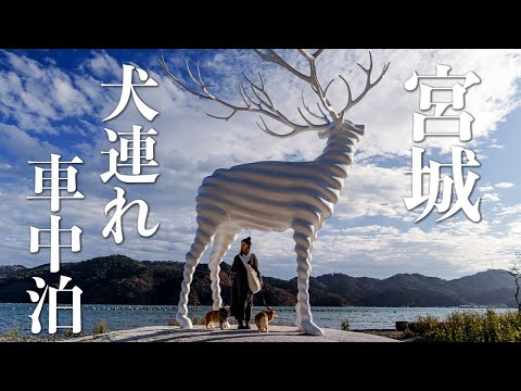 A scenic roadside station with a view of the sea going with a dog and a huge white deer