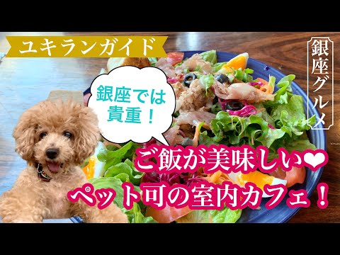 銀座にもあった♥ペット同伴可の美味しい室内カフェ【attic room GINZA AMENITE】