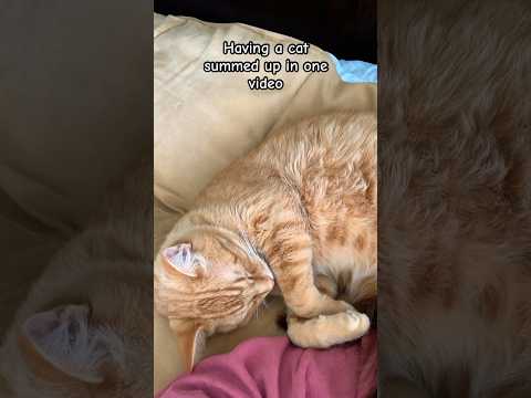 #catshorts #catvideos #texas #countrylife #precious #orangecat #toebeans #catnap #catpaws #sleepycat