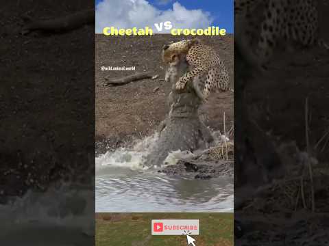 cheetah vs crocodile🐊 😳😱#shortvideo #viral