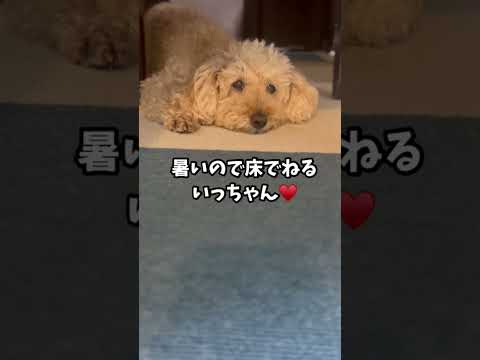 暑くてダラダラしてる犬にある一言を言ったら起き上がりました #いぬ #トイプードル #dog #といぷー #いぬすたぐら #もふもふ #shorts