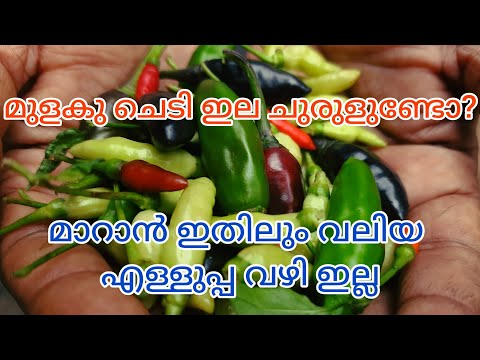 മുരടിപ്പ് വരാതെ പച്ചമുളക് കൃഷി ചെയ്യാം!! | GARDEN DREAMS