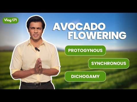 Protogynous Synchronous Dichogamy in Avocado Flowers | Indo Israel Avocado Vlog 171 | +91-6268643227