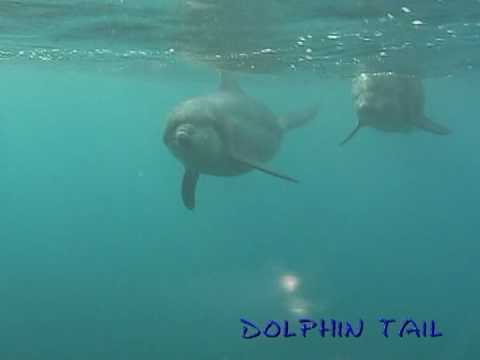 御蔵島イルカ　081022 No.6　mikura Is.　dolphin