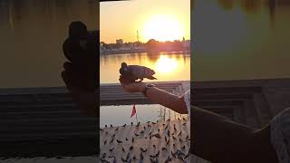 Wings and Whimsy: Pigeon Portraits, and a lovely sunset🌄🌅