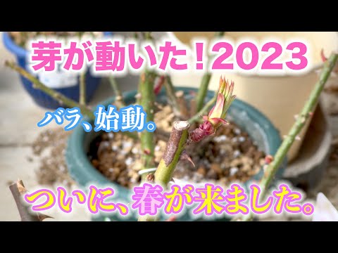 【春来る】バラ、始動！今年もついに春が来た！「バラの芽が動く」とは？＆薔薇ノートのススメ。