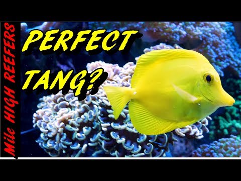 Keeping a Yellow Tang