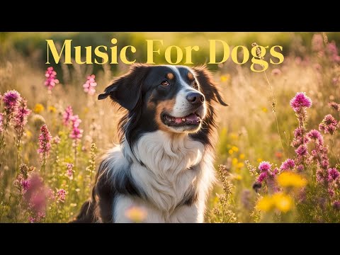 ‼️5 Hours of Ultimate Dog TV 🐶 Relaxation Music Perfect for Sleep and Calm! 🎵 Anti-Anxiety Music