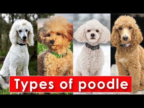 Different Types of Poodle Dog Breeds | Types of Poodle Dog  | Poodle Dog Types