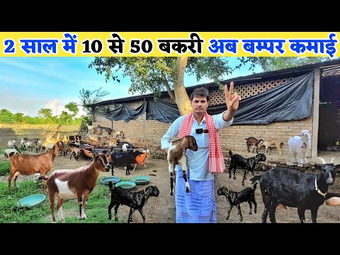 2 साल में 10 बकरी से 50 बकरी तक का सफर | Black bengal goat farming | goat farming