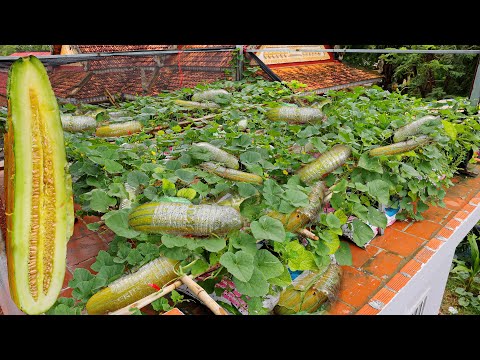 Growing Yellow Cucumber from Seed on Roof - Growing Yellow Cucumber in Sacks