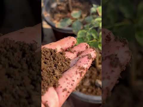 Best organic fertilizer for Roses#shorts #youtubeshorts