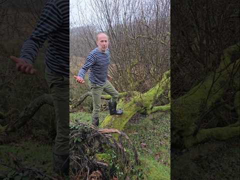 Fallen Willows spread the forest