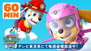 Paw Patrol | パウ・パトロールだって感動しちゃう！💗 60分総集編 | Currently airing on TV Tokyo